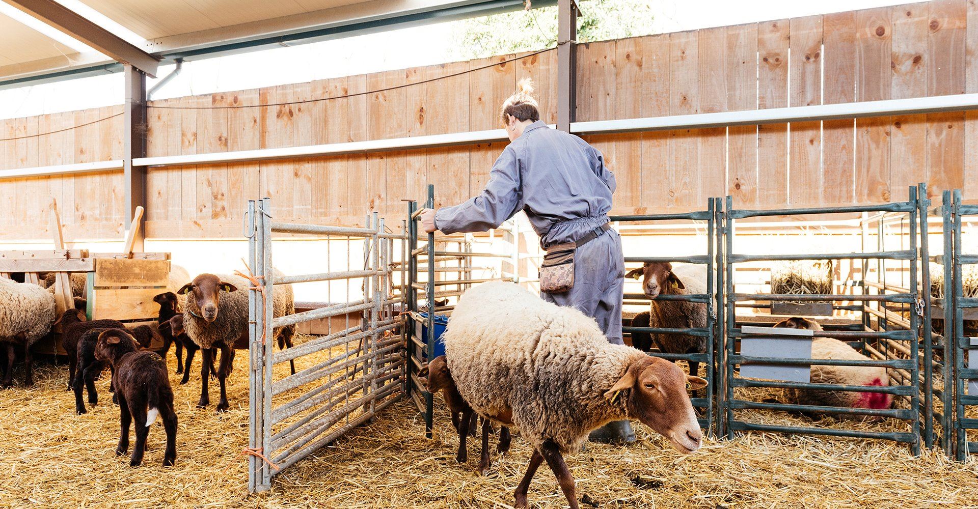 farmer checking enclosure with sheep