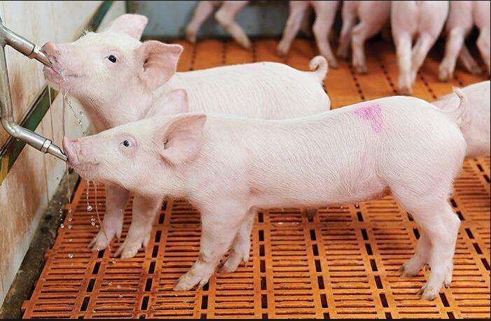 Automatic Nipple Water Feeder For Pig Automatic Nipple Water Feeder For Pig